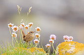Shetland Wren (Troglodytes troglodytes zetlandicus), posed among flowers of Thrift seapink (Armeria maritima). This subspecies of the Shetland Wren (Troglodytes troglodytes) is found only in the Shetland Islands of Scotland.