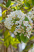 Burkwood's Viburnum, Viburnum burkwoodii, flowers