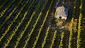 Vineyard and shed in the Luberon, Vaucluse, France