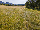 Cereal field in the Luberon, Villars, Vaucluse, France