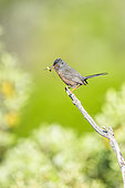 Dartford Warbler (Sylvia undata) with an insect in its beak, Alpilles, Provence, France