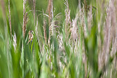 Zitting Cisticola (Cisticola juncidis) on reed, Camargue, France
