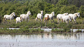 Camargue horses at the water's edge, Camargue, France