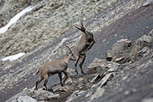 Alpine Ibex (Capra ibex) fight, Ubaye Valley, Alpes-de-Haute-Provence, France
