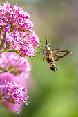 Broad-bordered Bee Hawk-Moth (Hemaris fuciformis) on Red valerian (Centranthus ruber) flowers, Luberon, Vaucluse, France
