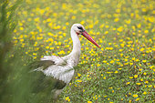 White Stork (Ciconia ciconia) in a meadow with flowers, Camargue, France