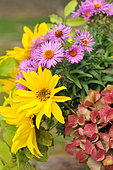 Autumn bouquet, Autumn aster (Aster sp), Hydrangea (Hydrangea sp), Perennial sunflower (Helianthus multiflorus), Sweet pea (Lathyrus odoratus)