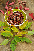 Chestnuts, fruits of the chestnut tree (Castanea sativa), in a container and autumn leaves