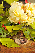 Autumn flower arrangement with poppy (Papaver somniferum) capsules, hawthorn (Cratægus sp) seeds, Gingko (Ginkgo bilobao) leaves, Begonia (Begonia sp) flowers