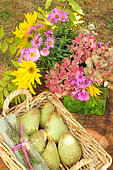 Panier de Poires récoltées au verger, fruit d'automne et bouquet de fleurs de saison