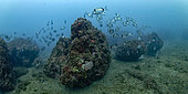 School of Common two-banded seabream (Diplodus vulgaris) around the rocky spuds - Colera - Catalonia - Spain - Mediterranean Sea