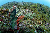 Young Bigscale Scorpionfish (Scorpaena scrofa) on a set of rocks at a depth of 20 metres - Colera - Catalonia - Spain - Mediterranean Sea