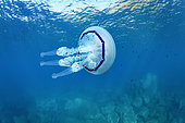 Barrel Jellyfish near the surface - Colera - Catalonia - Spain - Mediterranean Sea