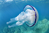 Barrel Jellyfish near the surface - Colera - Catalonia - Spain - Mediterranean Sea