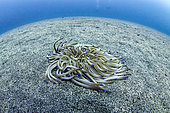 Golden anemone (Condylactis aurantiaca) on sandy bottom - Colera - Catalonia - Spain - Mediterranean Sea