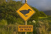 Warning sign Woodhens on road, Lord Howe Island, New South Wales, Australia, Oceania