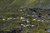 Shepherd and flock of brigasque sheep in the Vallon des Merveilles. The brigasque is a large, bony, horned ewe with a very rounded muzzle. Excellent walker, it is very well adapted to dry mountain areas, Mercantour NP, Alpes Maritimes, France
