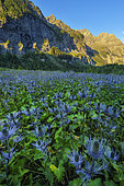 Alpine Sea holly (Eryngium alpinum) in the Ecrins National Park, the largest blue thistle site in the Alps, Deslioures biological reserve, Vallon du Fournel, Hautes Alpes, France.