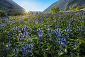 Chardon bleu (Eryngium alpinum) dans le Parc National des Ecrins, le plus vaste site à chardons bleus de toutes les Alpes, Réserve biologique des Deslioures , Vallon du Fournel, Hautes Alpes, France.
