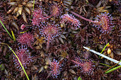 Roundleaf sundew (Drosera rotundifolia) in a peat bog in the Vosges, France