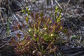 Great Sundew (Drosera longifolia) in a peat bog in the Northern Vosges, France