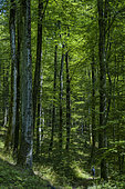 Remarkable beech forest in the Parc des Vosges du Nord, France. The acidiphilous beech is the climatic forest that naturally develops on the dominant soil type (Vosges sandstone) and in the climatic conditions of the Vosges du Nord-Pfälzerwald Transfrontier Biosphere Reserve.
