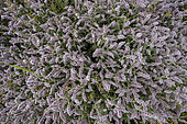 Floraison de Menthe sylvestre ou menthe à feuilles longues (Mentha longifolia) dans le Jura, France