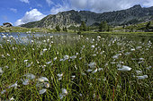 Cottongrass waving in the wind in the Mercantour National Park. Landscape in the area of the Merveilles refuge. Les Merveilles restricted area, where thousands of Neolithic engravings dating from the Bronze Age (- 3000 years) are protected - Mercantour National Park - Alpes Maritimes - France