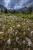Cottongrass waving in the wind in the Mercantour National Park. Landscape in the area of the Merveilles refuge. Les Merveilles restricted area, where thousands of Neolithic engravings dating from the Bronze Age (- 3000 years) are protected - Mercantour National Park - Alpes Maritimes - France