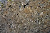 Rock engravings in the Vallon des Merveilles. Petroglyphs engraved by hammering in cupules in Permian pelites. Regulated area of Les Merveilles and Fontanalba, where thousands of Neolithic engravings dating from the Bronze Age (- 3000 years) are protected - Mercantour National Park - Alpes Maritimes - France