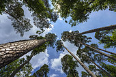 Hanau Scots pine in the Northern Vosges. The Hanau Scots pine is a local variety (ecotype) of Pinus sylvestris, with a very straight and slender trunk, found in the Bitche region (Moselle) and the forests of the Vosges du Nord regional nature park. France