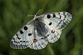 Apollo butterfly (Parnassius apollo) in the Jura, France