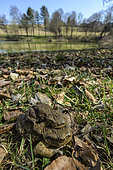 Common Toad (Bufo bufo) pair on the bank, Jura, France