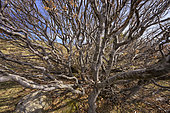 Common beech (Fagus sylvatica) with branches twisted by wind and snow under the summit of Mont Aigoual. Cévennes National Park, Gard/Lozère, France