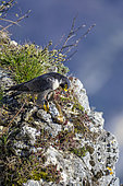 Male peregrine falcon (Falco peregrinus) and its prey, a song thrush, on a cliff, Bugey, Ain, France