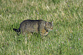 Forest cat (Felis sylvestris) hunting field mice in a pasture in Bugey, Ain, France