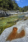 The Gardon de Mialet in the Cévennes. Wild river with clear waters - its bed is made up of granites with feldspar crystals in the shape of a horse's tooth (315 Ma) - downstream from the Abarines bridge, Cévennes, France