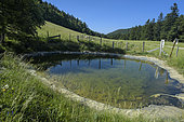 Watering hole for alpine newts and European frogs in the area, Massif du Grand Colombier, Jura, France