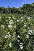 Umbels of Laserwort (Laserpitium siler) in a pasture of the Jura massif, Massif du Grand Colombier, Ain, France