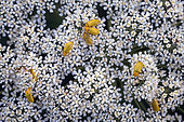 Sulphur Beetle (Cteniopus sulphureus) on an apiaceae umbel in a pasture of the Jura Massif, Massif du Grand Colombier, Ain, France
