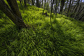 Dense grassland in an open Robinia forest, Alès region, Gard, France