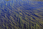 Floating Bur-reed (Sparganium angustifolium) on the surface of a mountain lake, Lake Guichard, Maurienne, Alps, Savoie, France