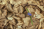 Two-leaf Squill (Scilla bifolia)and dead beech leaves in spring in the Mont Aigoual massif. Cévennes National Park, Gard/Lozère, France