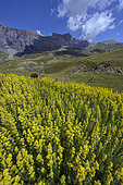 The Salse Morene valley in the Mercantour. The Trois Eveques rock overhanging the Salse Morene hut - Woodruff (Gallium sp) in bloom in the foreground, Mercantour National Park, Alpes Maritimes, France