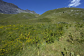 Sheep grazing impact study plot. Salse Morene valley in the Mercantour, Mercantour National Park, Alpes Maritimes, France