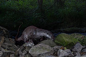Eurasian Otter (Lutra lutra), adult coming out of the water, Campania, Italy