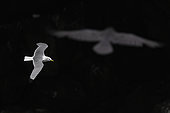 Black-legged Kittiwake (Rissa tridactyla), adult in flight seen from the above, Southern Region, Iceland