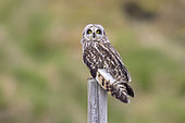 Short-eared_Owl (Asio flammeus), adult perched on a post, Northeastern Region, Iceland