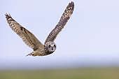 Short-eared_Owl (Asio flammeus), adult female in flight, Northeastern Region, Iceland