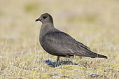 Parasitic Jaeger (Stercorarius parasiticus), side view of a dark morph adult standing on the ground, Southern Region, Iceland